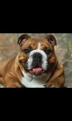 tyoung615's profile picture. Ronald Reagan