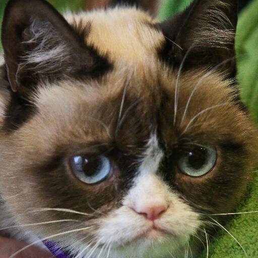 GrumpyCatPaw Profile Picture