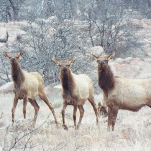 thunderfan4ever's profile picture. Wife of Billy, Love the Thunder, Mom to 9 fuzzybutt Chilldren