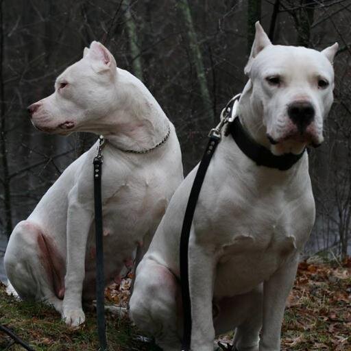 Sun Prairie Dogos is located in beautiful Northern Wisconsin. Our majestic Dogo Argentinos hail from national and international grand champion bloodlines.