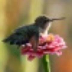 libertygirl2u's profile picture. #Jesusfollower, #Trump, #Constitution, #MAGA,  #llWood #RudyGiuliani,   #SidneyPowell,  #DrainSwamp",   treat others as myself.