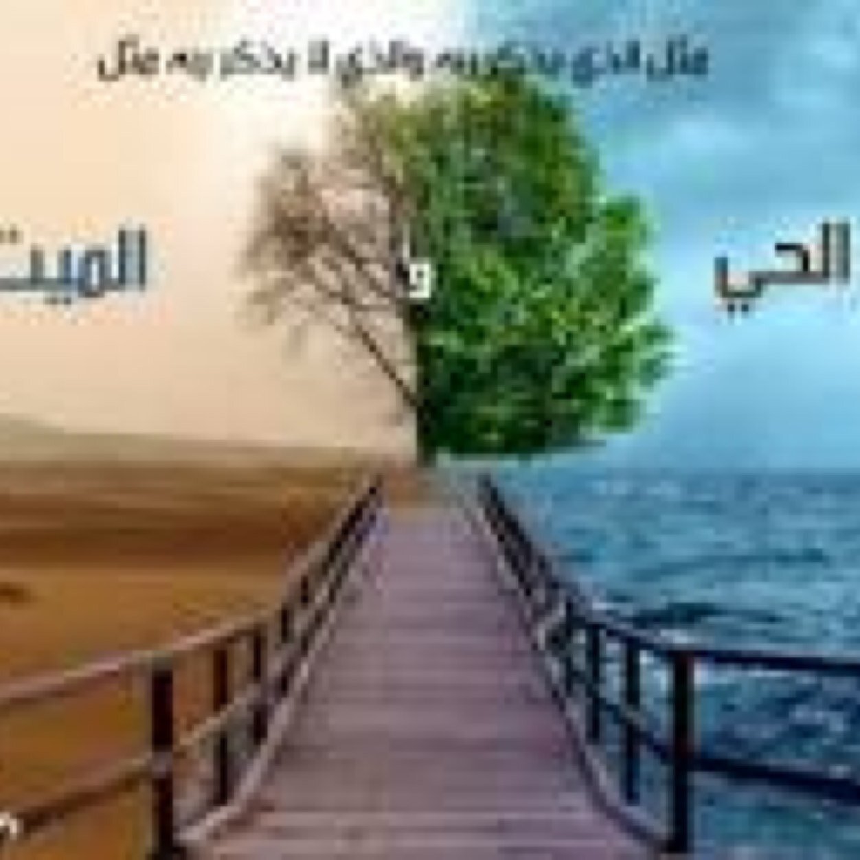 حائل م