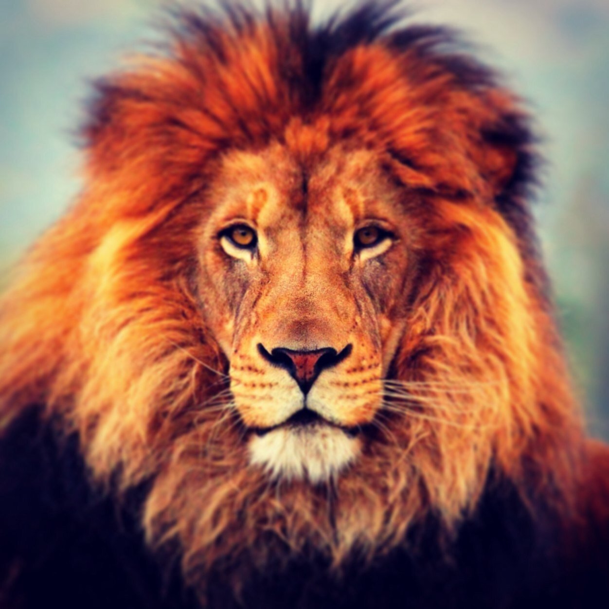 ivacaa's profile picture. 