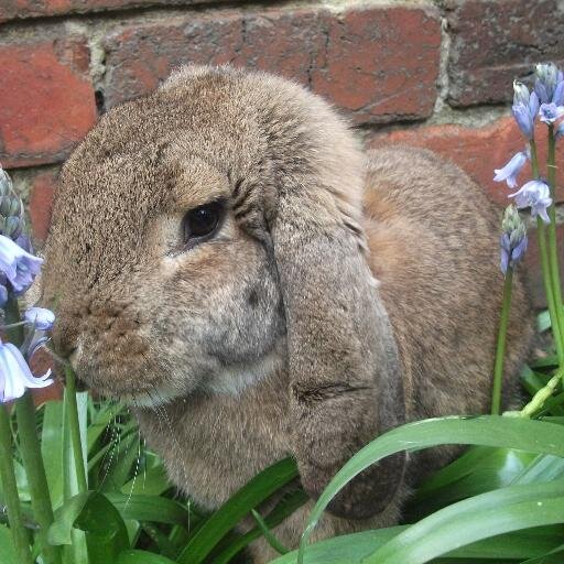 bernie_JLS's profile picture. passion for animals, love reading and listening to music (JLS, The Saturdays, Shayne Ward and Lil H to name a few), breeding french lops