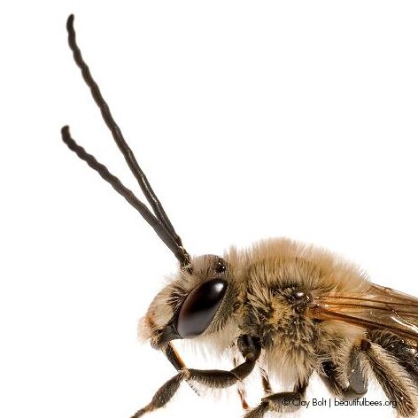 NativeBeesRock's profile picture. I've set off on a multi-year adventure to tell the story of North America’s native bees through words and images. Let's celebrate their importance to our world!