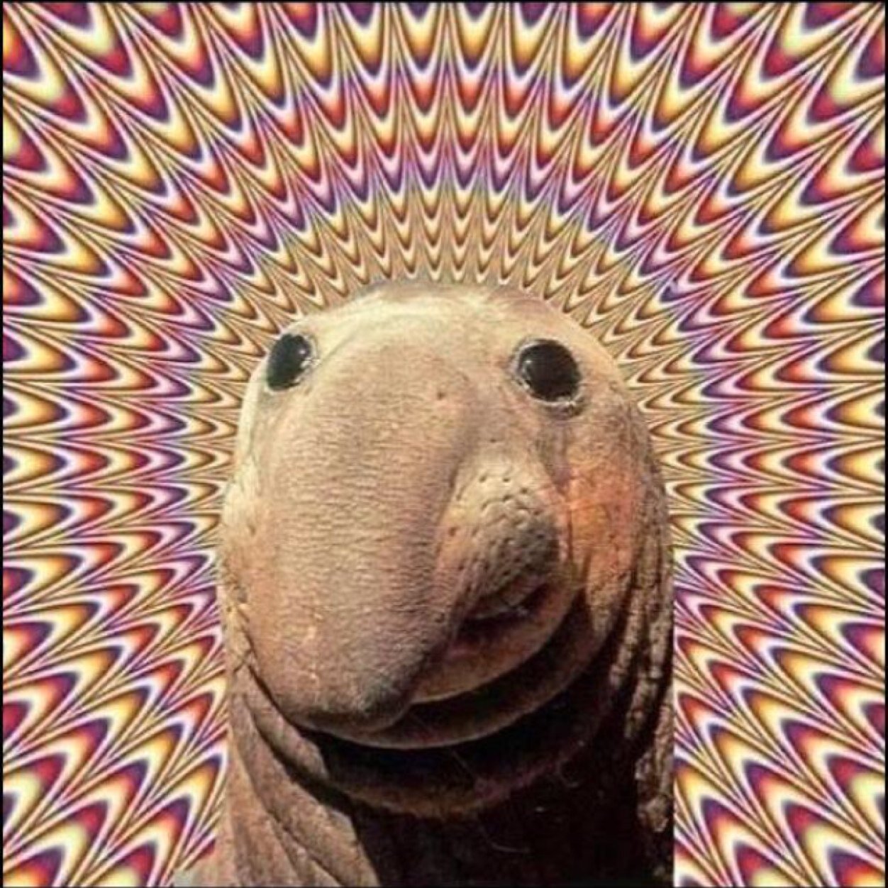 lonelysniper101's profile picture. GT: Astro tP