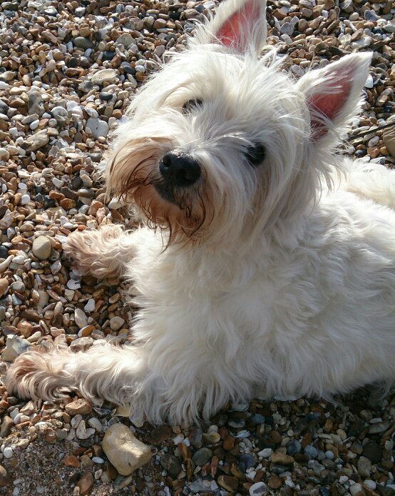 Raw fed Westie, expert in digging, cat chasing and barking