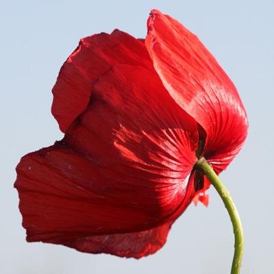 nehamab83's profile picture. הייתי רוצה שבין בני אדם יהיה :אהבה במקום שנאה פרגון במקום קנאה חמלה במקום הרצון לפגוע התחשבות ועזרה במקום אנוכיות וניצול. מקצתם חלומותיי לעולם טוב יותר .