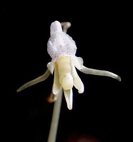 Help us find Britain's rarest plant! Join our co-ordinated Ghost Orchid search for the 2019 season! E-mail info@ghostorchidproject.co.uk for more details!!