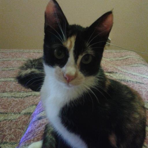 Soñadora, amante de los animales. Sensible pero también enojona.