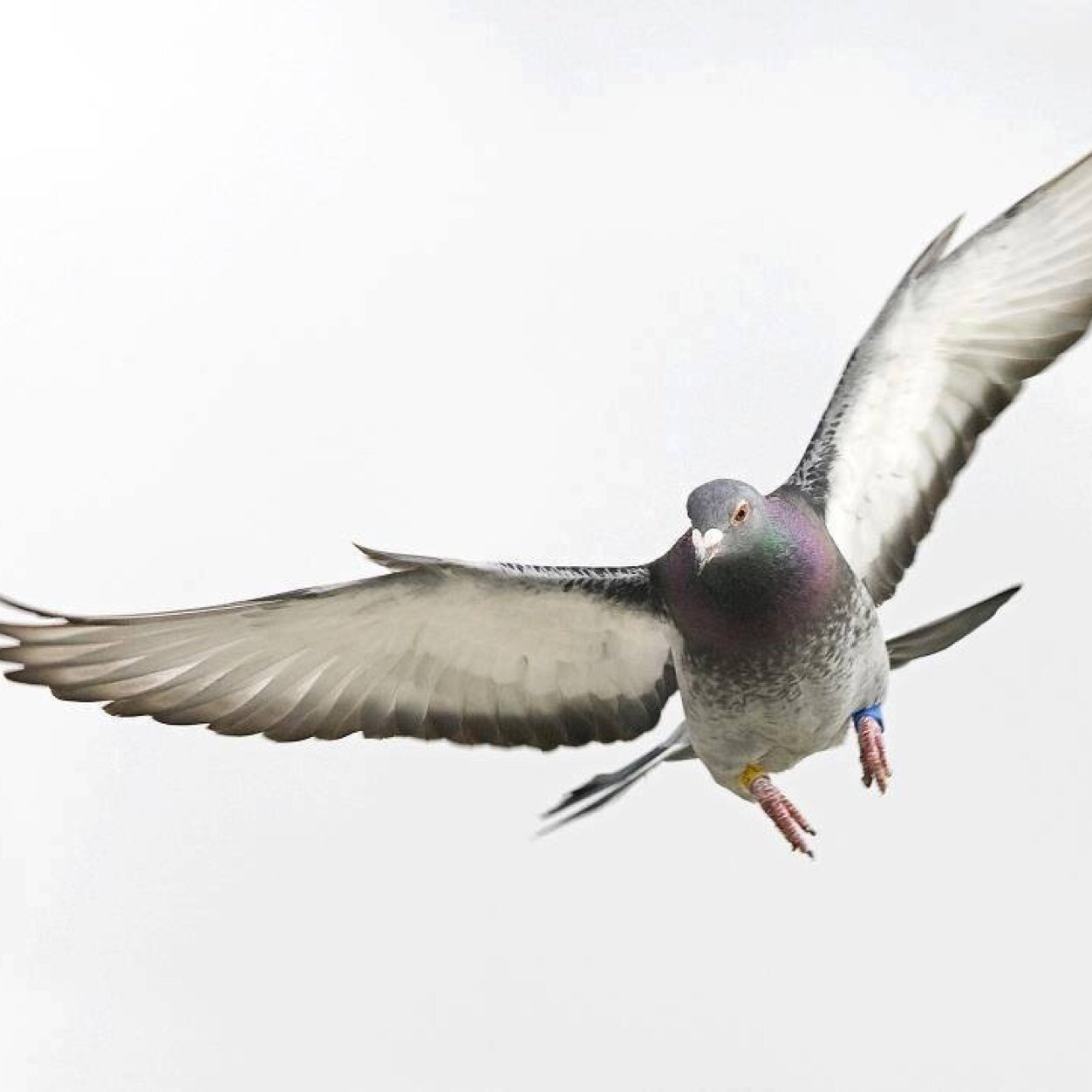 #Italia #Pigeons #Racing 
#scuderia#colombi#viaggiatori