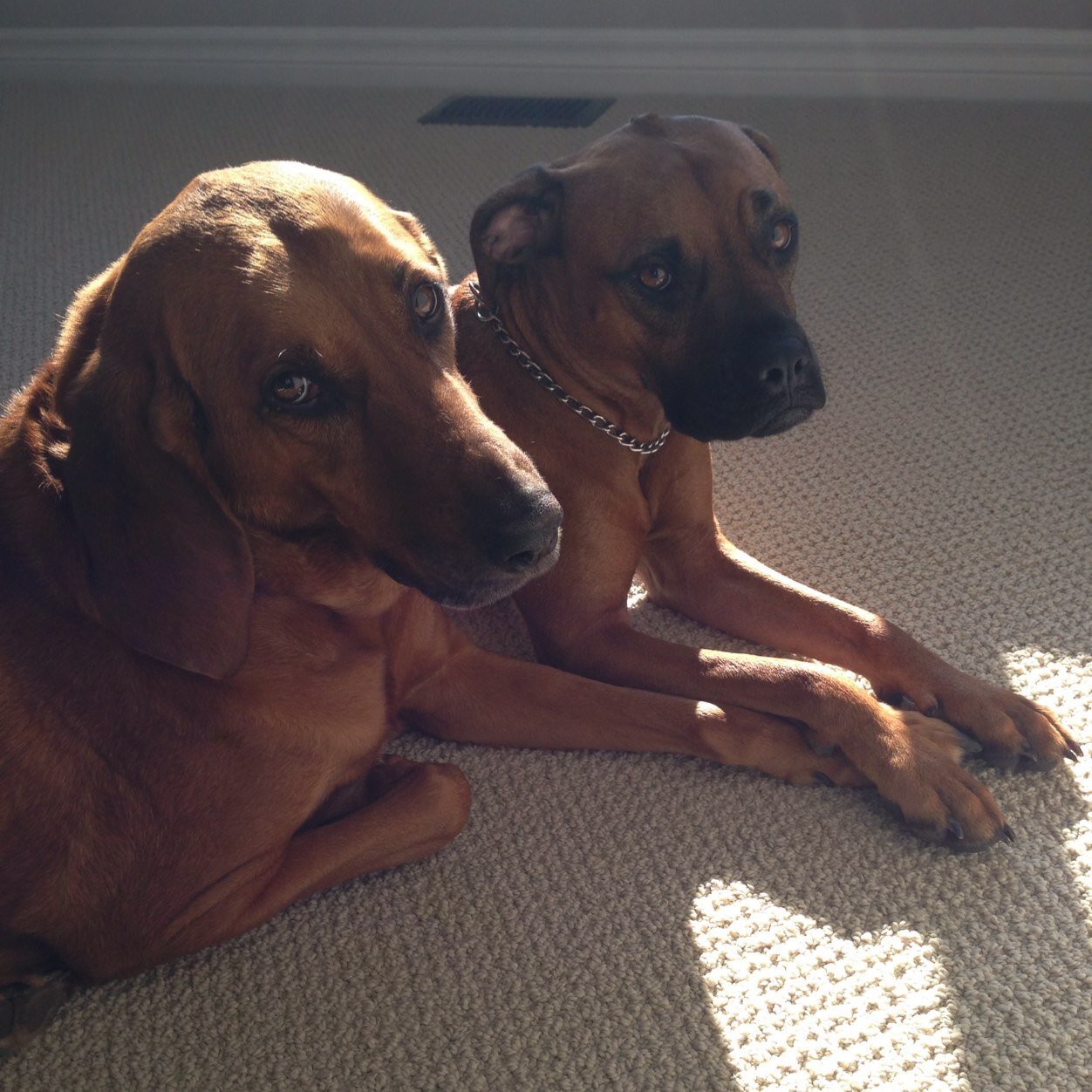 We love our job at SASS!  Come play, hang out or chat.  Take a *paws* from your busy day.