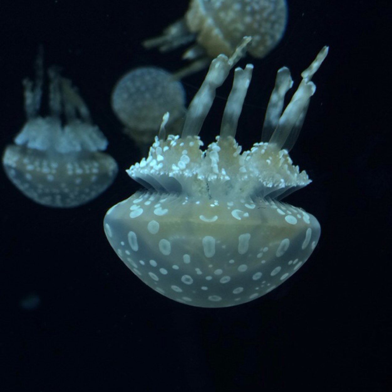 biology_tweets1's profile picture. I love biology, I teach biology, and I am biology. Biology is me. Me is Biology.