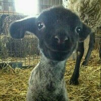 Sheepskin (@mmcraven53) 's Twitter Profile