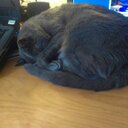 Patrick White - @patrickian74 - Twitter