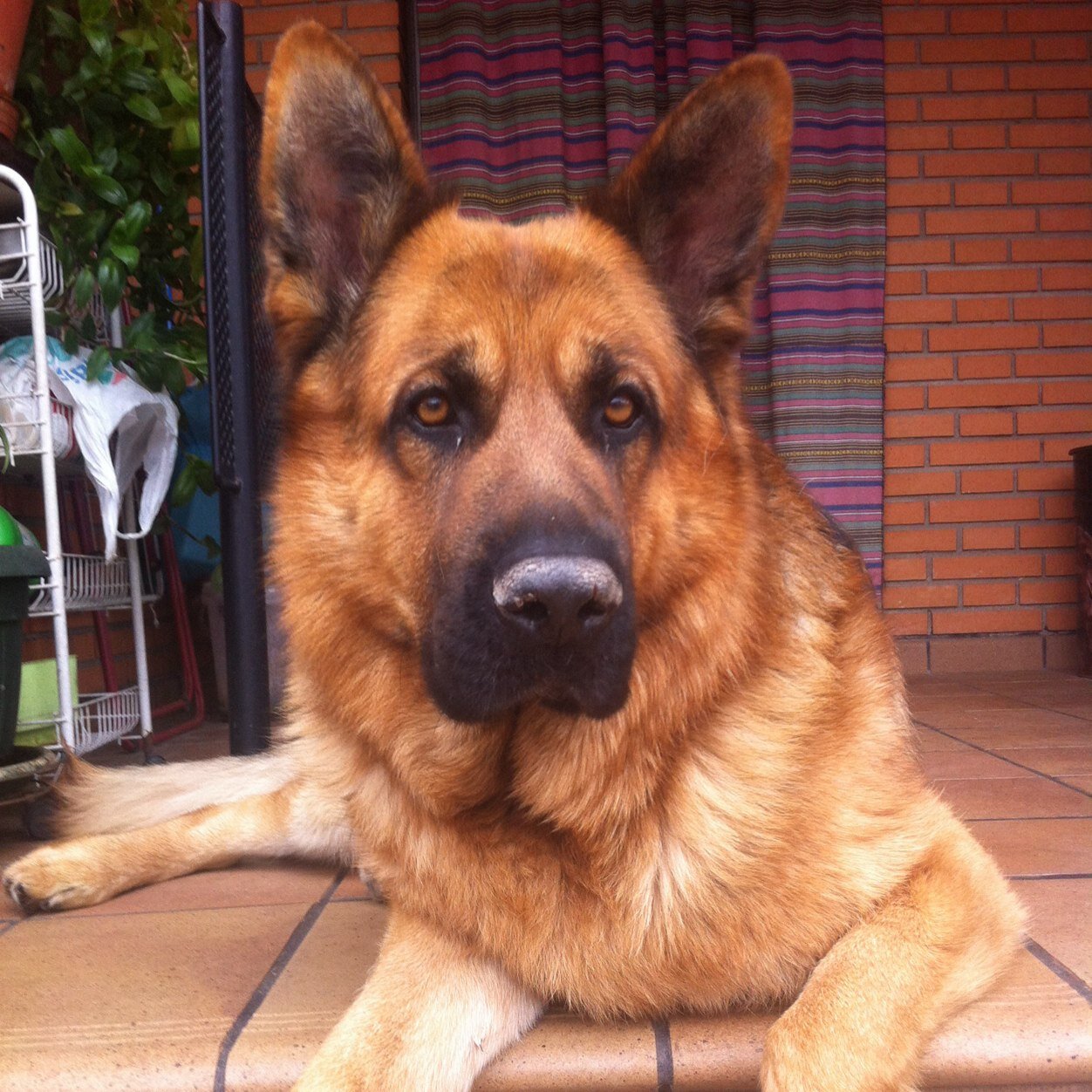 DjtoroManuel's profile picture. 