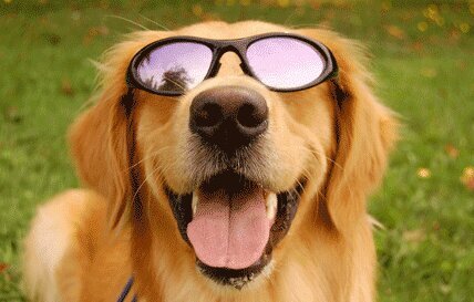 rating dogs from ill to chill