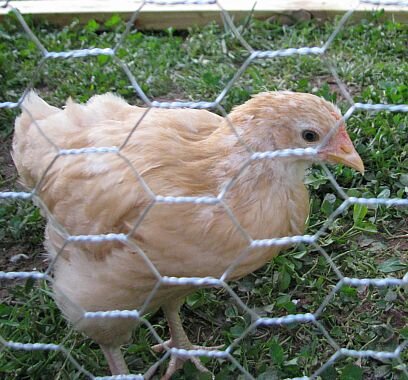 CasualHomestead's profile picture. Self-sufficiency comes in all sizes. I'm building my homestead w/animals, food & handicrafts wherever life takes me: apt, subdivision, or small plot of land.