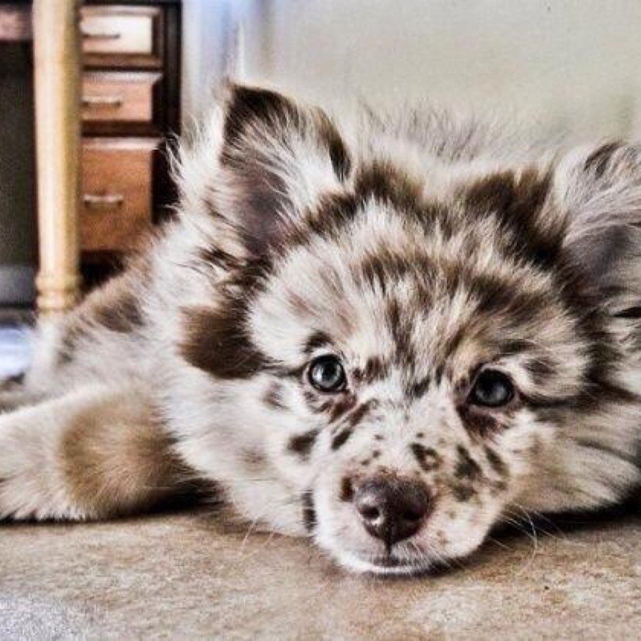 Posting pictures of the cutest puppies that you need! Retweet them to spread the joy!