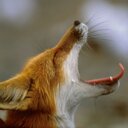 Robert Fox - @fox_rb - Twitter