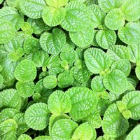 しんちゃん (@mihohi1) 's Twitter Profile Photo