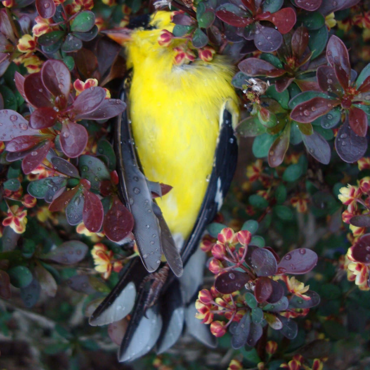 Hope is the thing with feathers. Working to reduce bird-window collisions in Blacksburg, Virginia and the world.