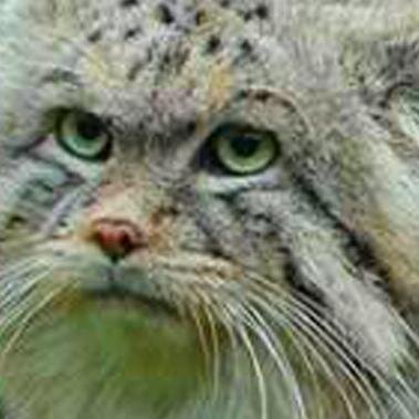 Sorento is a cat not a car.