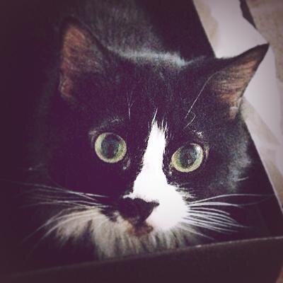 Owner of @gwennasaurus  |  Agent of Destruction and Chaos  |  Unapologetic ENTJ