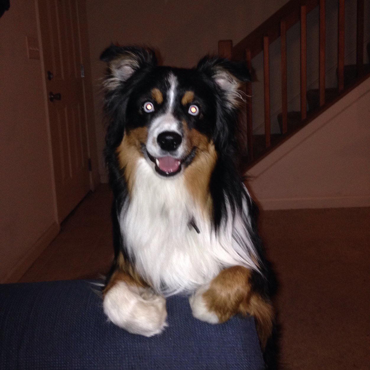 I love to go on walks, play with toys, and snuggle with my mom and dad!