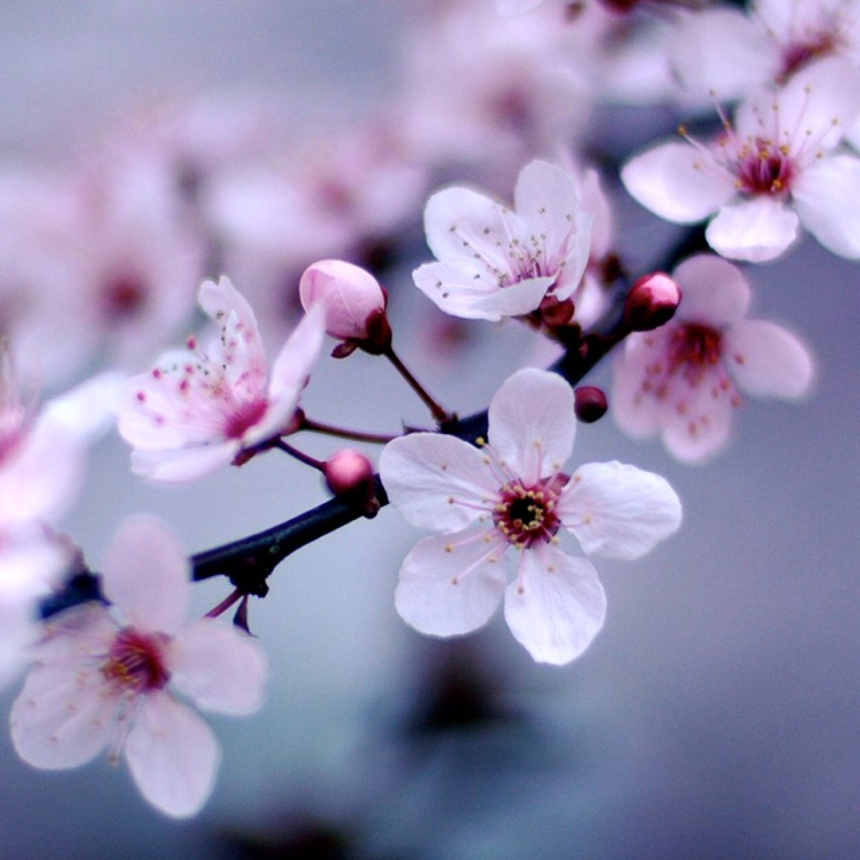 ranaalilayla's profile picture. 