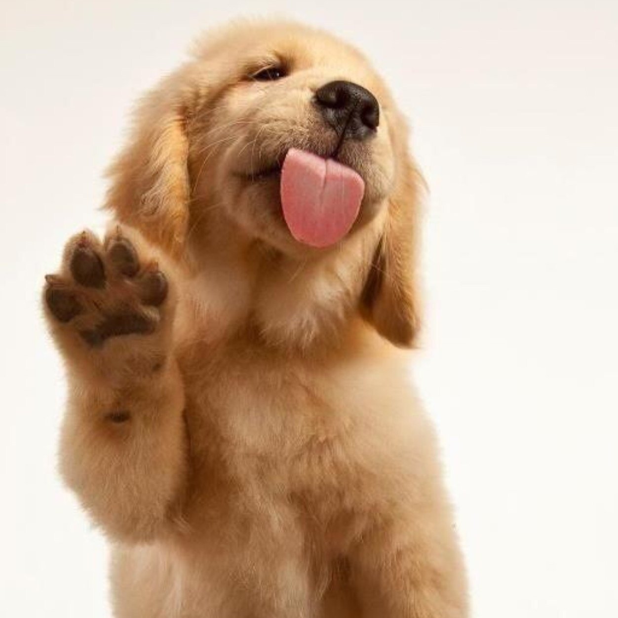 melking71's profile picture. Proud Melburnian. Love the Maggies #sidebyside