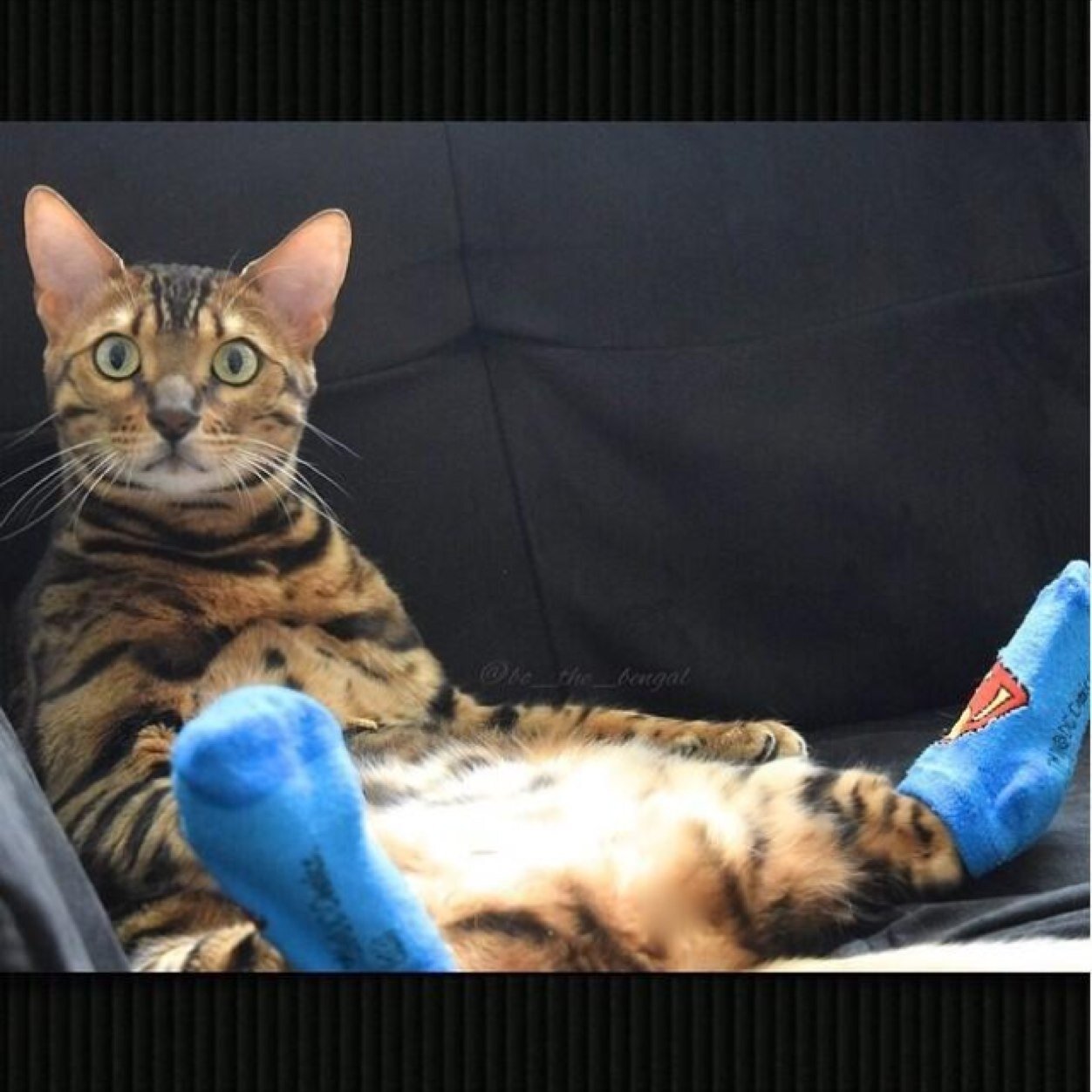 BoTheBengalFans's profile picture. Follow for a daily dose of Bo! If you didnt already know, this is a fanpage. The real Bo is @BoTheBengal so go check him out♡