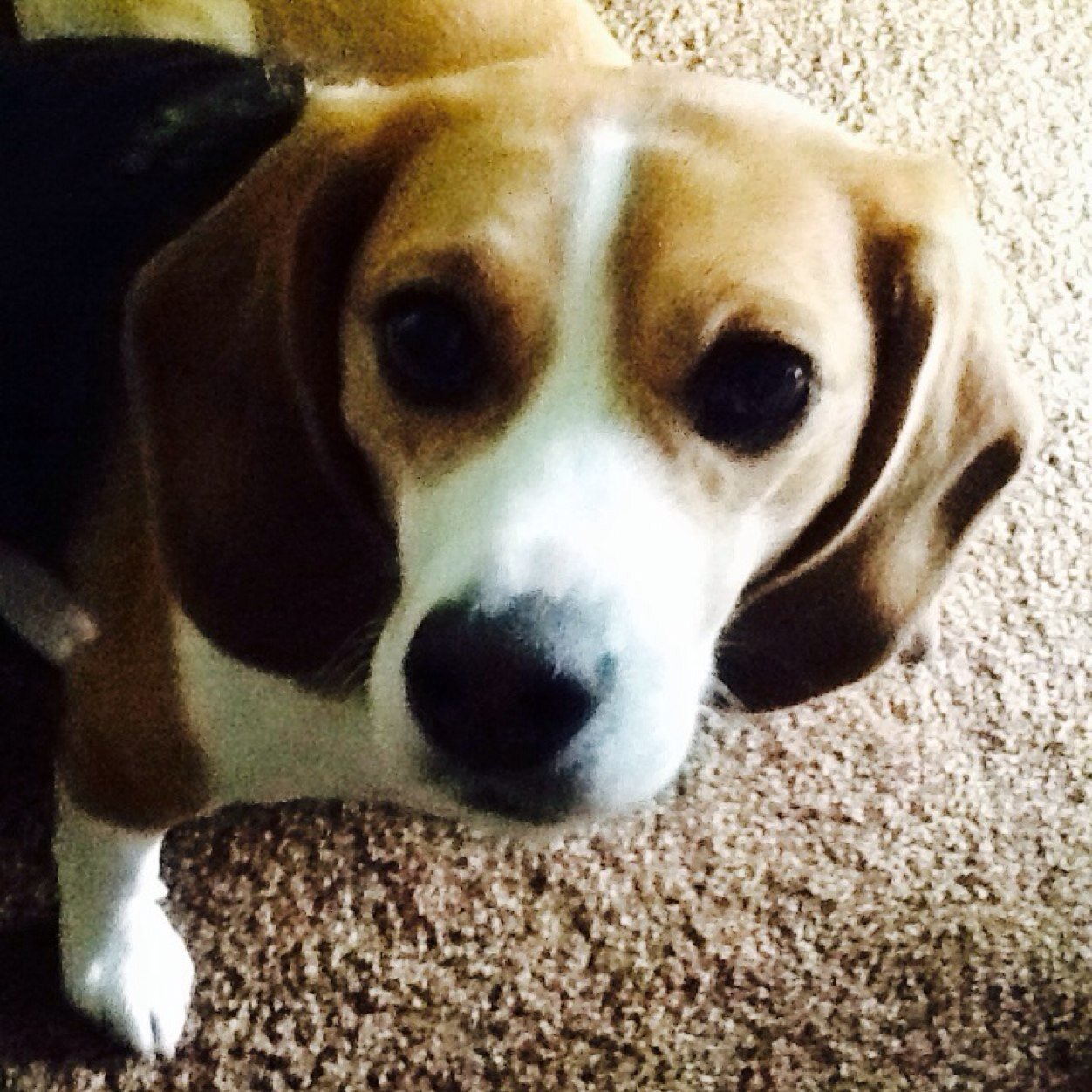 BFPElla's profile picture. The president of beagle freedom project kids. we are saving beagles all over the world from labortories!