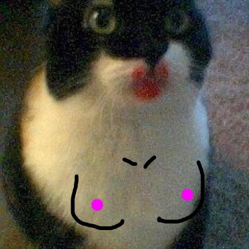 catpr0n's profile picture. two big fat hairy pussies. 
we own @_congorilla_