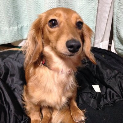 O Xrhsths ミニチュアダックスフンド 迷子 Sto Twitter 拡散希望 修正 周南市大神付近でミニチュアダックスフンド茶色を目撃した方いませんか 山の中や ゴミ捨て場にたまにいるかもしれません 情報お願いいたします Http T Co Drkyyb0hle