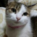 嘩葦莵 (@032480) Twitter