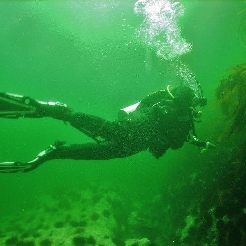 _thesee's profile picture. Dive & Safety Officer, Facilitating research & education through diving @ BMSC since 2008. A naturalist at heart, madly in love with the ocean.