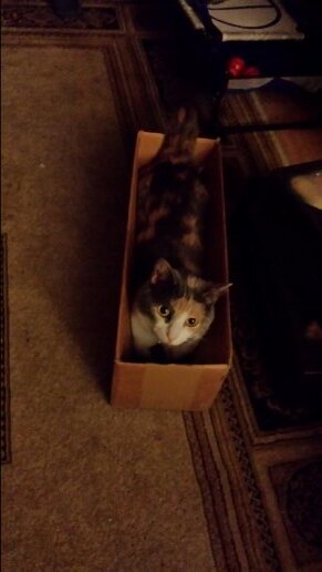 anna_nicollette's profile picture. 