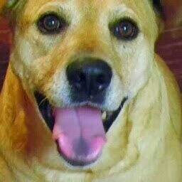 mistymtn0102's profile picture. I do “what I want.”