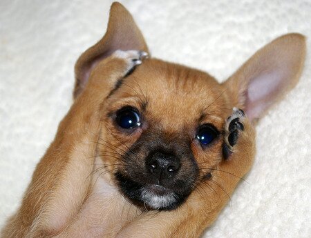 Teacup Chihuahuas are tiny dogs with a big attitudes. They are smart, loyal, loveable, cuddly, funny, fiesty and very brave ♥