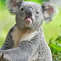 유머/건강정보 맞팔 (@david20jazz) 's Twitter Profile