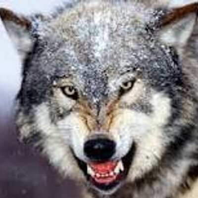 Get Spruch wolf Free