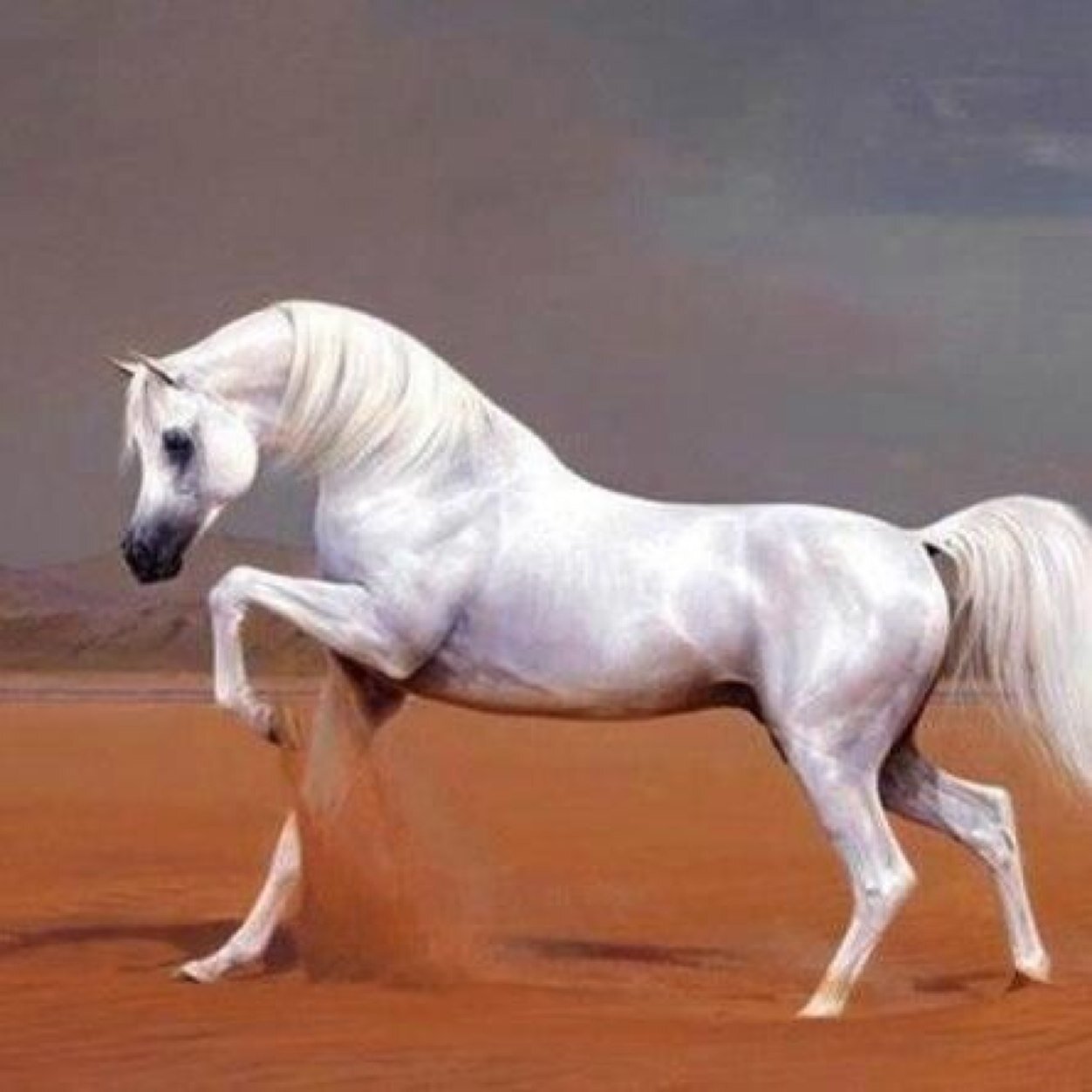 لاتدق الصدر وضلوعك رديه