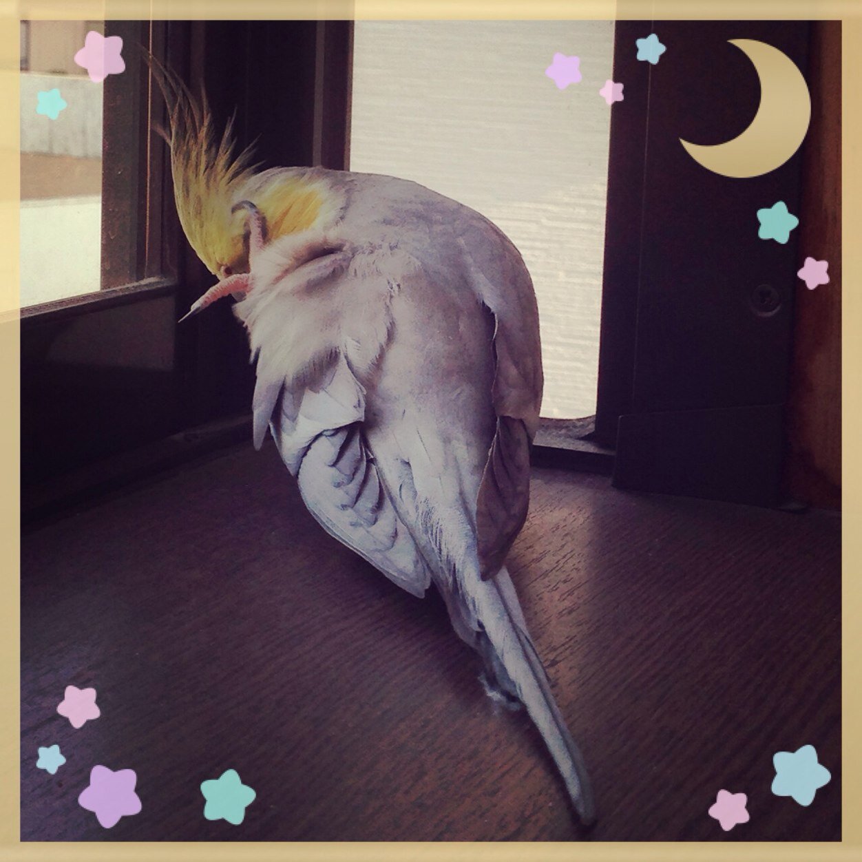 小鳥♡