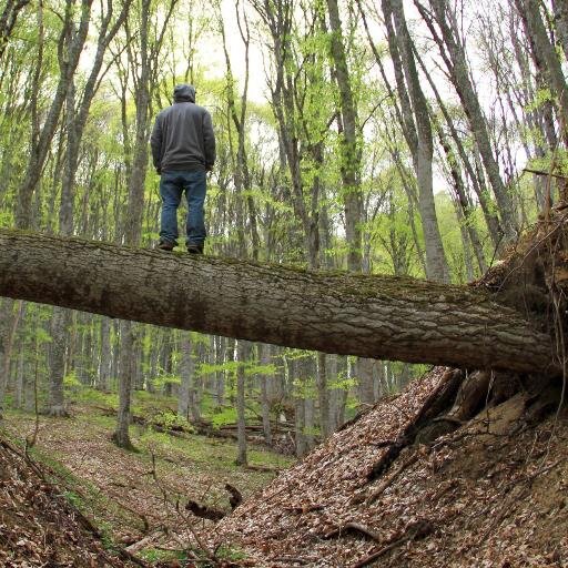 NRZelenskiy's profile picture. Vite Community Star