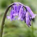 British Wild Flowers (@wildflowersuk) Twitter profile photo British Wild Flowers (@wildflowersuk) Twitter profile photo