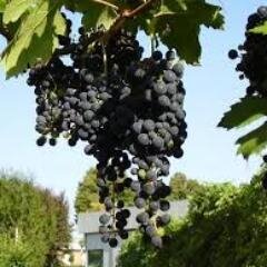 Lambrusco11's profile picture. Vino di persone e territori effervescenti