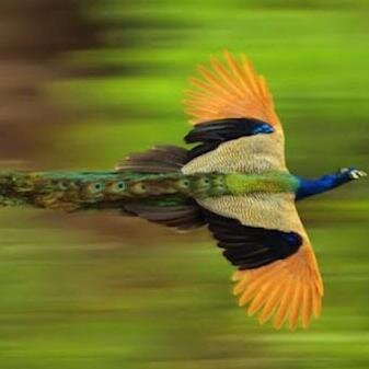 aviakler's profile picture. עובד דפוס