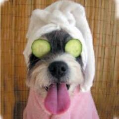 pamperyourpets1's profile picture. We are here for the same reason as everyone else :)