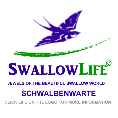 SwallowLife ©